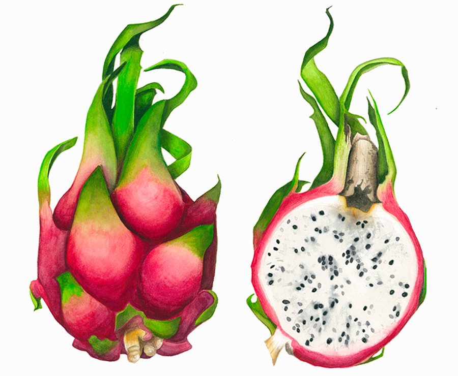 Dragon fruit Learn Art with David Fruits drawing, Fruit painting