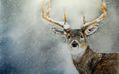 Red Deer in the Snow