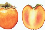 Botanical illustration of a persimmon by SAA artist David Lewry