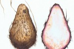 Botanical illustration of a cocoyam by SAA artist David Lewry