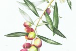 Botanical illustration drawing in coloured pencils of olive branch with olives