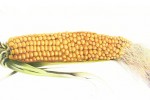 Botanical illustration of corn cob kernals by SAA artist David Lewry