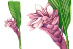 Botanical illustration of a ginger flower by SAA artist David Lewry