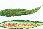 Botanical illustration of a karela by SAA artist David Lewry