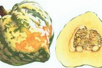 Botanical illustration of a summer squash by SAA artist David Lewry
