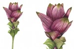 Botanical illustration of a tumeric flower by SAA artist David Lewry