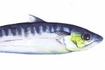 Detail of a watercolour illustration of mackerel fish by artist David Lewry