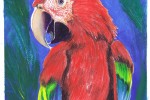 Derwent Inktense Red Macaw parrot on Fabriano Artistico 600gsm by artist David Lewry