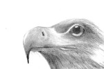 Graphite on Moleskine sketchbook detail of raptors at Natural History Museum, Tring