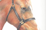 Chestnut Horse Portrait in coloured pencil