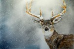 Red Deer in the Snow