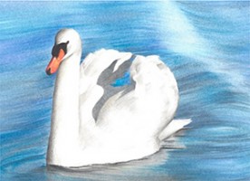 Draw a mute swan using coloured pencils by David Lewry