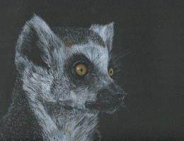 Lemur 16